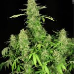CBD Chronic female seeds