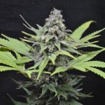 Seedsman CBD Critical Mass Feminised Seeds