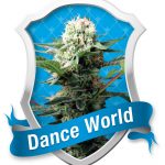 Dance World Feminised Seeds