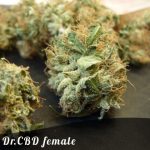 Dr. CBD female seeds