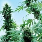 Sensi Seeds Early Skunk Feminised Seeds