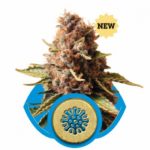 Euphoria Feminised Seeds