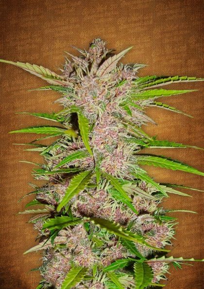Fast Buds Fastberry feminised seeds
