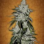Girl scout cookies feminised seeds