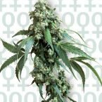 Sensi Seeds Jack Flash #5 Feminised Seeds