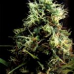 Kilimanjaro Feminised Seeds