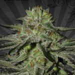 Kush Doctor