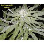 Narkush Regular Seeds