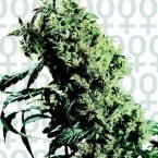 Sensi Seeds NL#5 x Haze Feminised Seeds