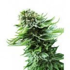 Sensi Seeds Northern Lights AUTO Feminised Seeds