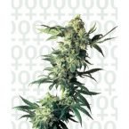 Sensi Seeds Northern Lights Feminised Seeds