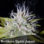 Northern Lights female seeds