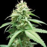 Obsession Feminised Seeds