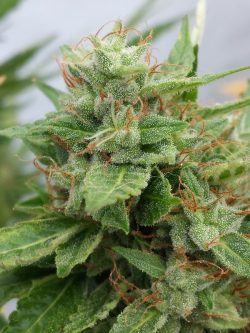 Seedsman Ogre Autoflowering Feminised Seeds