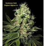 Original Afghani #1 Regular Seeds