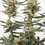 Ortega Indica Feminised Seeds