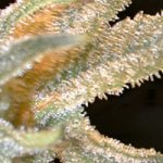 Pakistan Valley Feminised Seeds