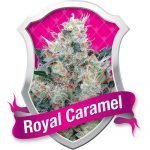 Royal Honey Cream Feminised Seeds