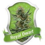 Royal Queen Seeds Royal Dwarf Automatic Feminised Seeds