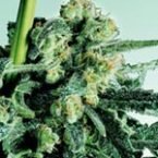 Sensi Seeds Sensi Skunk Feminised Seeds