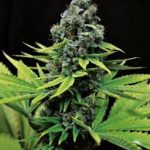 Seedsman CBD Shark Shock Feminised Seeds