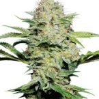 Sensi Seeds Sensi Skunk AUTO Feminised Seeds