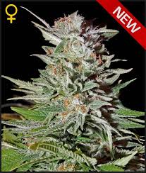 Greenhouse Seed Co. Super Lemon Haze AUTO Feminised Seeds Greenhouse Seed Co. Super Lemon Haze AUTO Feminised Seeds