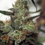 Jungle Wreck Regular Seeds