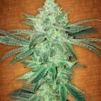 Stardawg feminised seeds