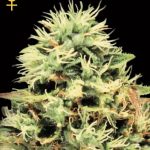 Super Bud Feminised Seeds