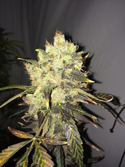 Nirvana Seeds Supreme CBD Durban Feminised Seeds
