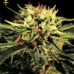 The Doctor Feminised Seeds