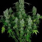 Serious Seeds Warlock regular seeds