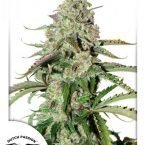 Dutch Passion Auto Colorado Cookies Feminised seeds