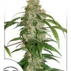 Dutch Passion CBD Auto White Widow feminised seeds