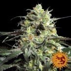 Peyote Cookies Feminised seeds