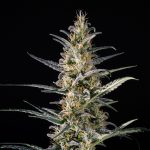 Candida (CD-1) Feminised Seeds