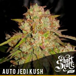 Shortstuff seeds Auto Jedi Kush feminised