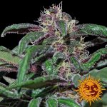 Ayahuasca Purple feminised