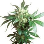 Sensi seeds Black Domina feminised