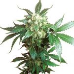 Black Domina feminised