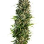 Sensi seeds Hindu Kush Auto feminised