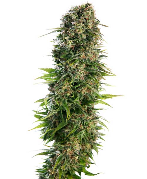 Sensi seeds Hindu Kush Auto feminised Sensi seeds Hindu Kush Auto feminised