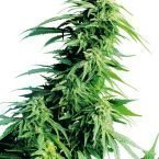 Sensi seeds Hindu Kush feminised
