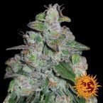 Barney’s Farm Blueberry OG feminised seeds