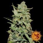 Barney’s Farm Peyote critical female seeds