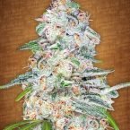 Fast Buds Seeds Autofem Blue Dream’matic