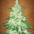 Fast Buds Seeds Autofem CBD Crack