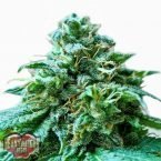 Heavyweight Seeds Superb OG Feminised Seeds