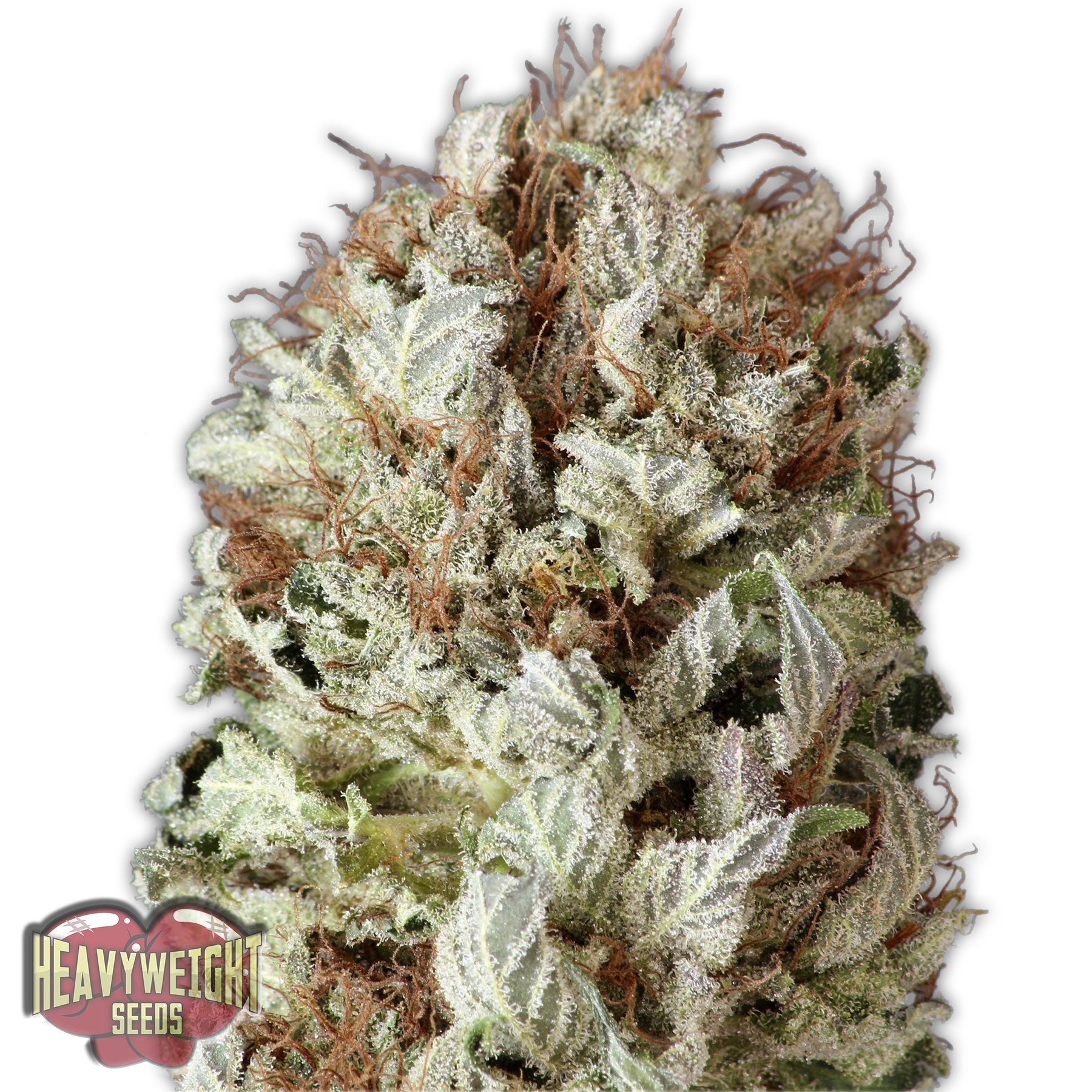 Heavyweight Seeds Extreme Impact Auto female seeds Heavyweight Seeds Extreme Impact Auto female seeds